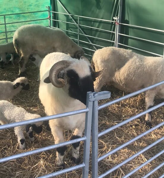 Livestock Fencing Sheep Hurdles