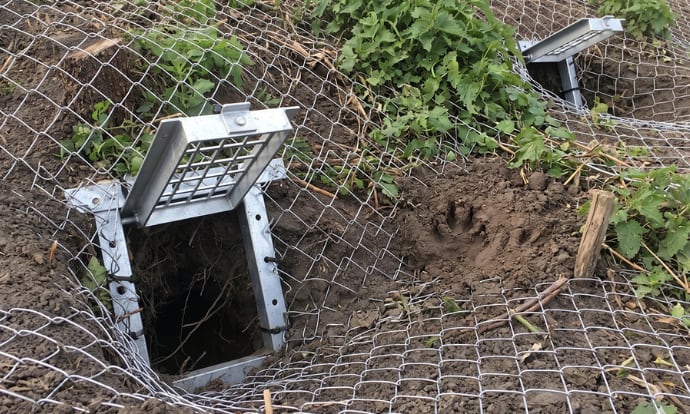 Badger gate installed in a field, at a sett entrance