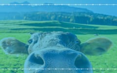 How to Securely Fence Your Livestock