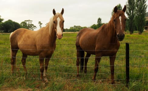 Equestrian Fencing