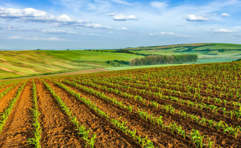 Agricultural Stock Fencing