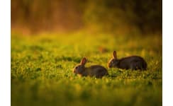 Rabbit Wire Fence & Netting