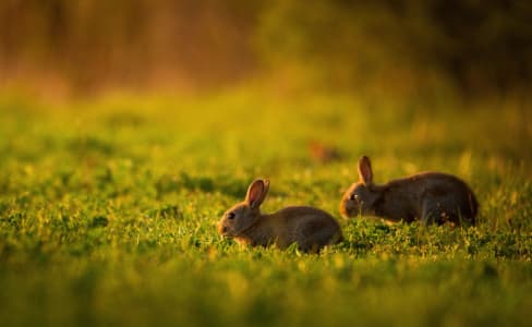 Rabbit Wire Fence & Netting
