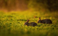 Rabbit Wire Fence & Netting