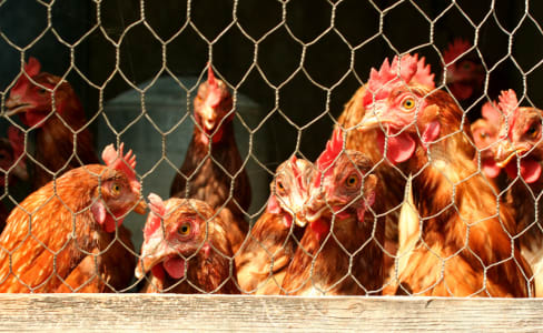 Chicken Wire