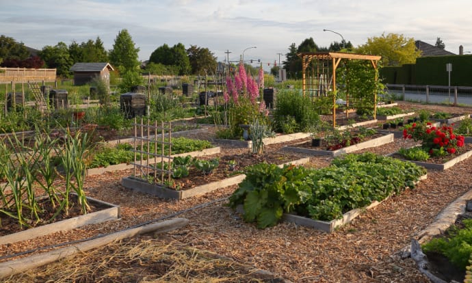 Choosing the right fencing for your Allotment