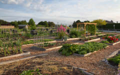 Choosing the right fencing for your Allotment