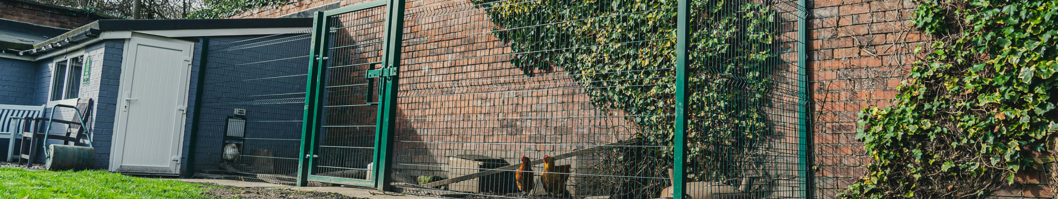 Fencing around Chicken Coop