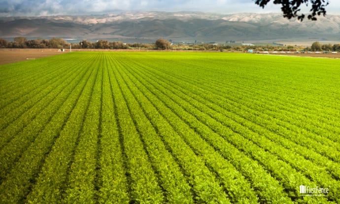 Understanding Agricultural Fencing: Types and Benefits