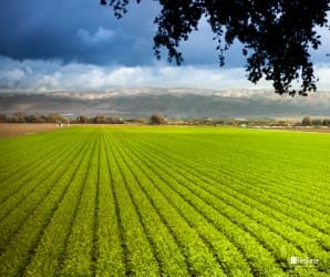 Agricultural Fencing