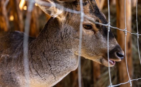 Deer Wire Fencing