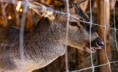 Deer Wire Fencing