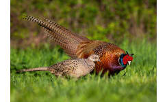 Pheasant Wire Fencing