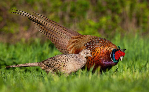 Pheasant Wire Fencing