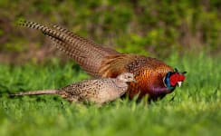 Pheasant Wire Fencing