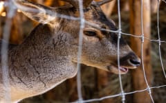 First Fence Launches Agricultural Wire Fencing Range