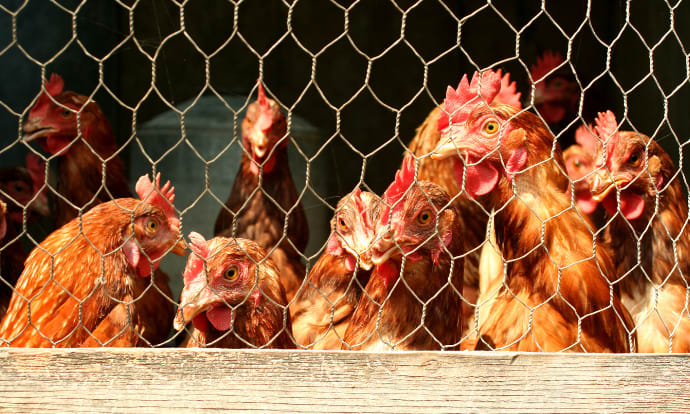 Chickens in a coop made with hexagonal wire