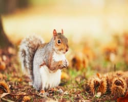 Keeping Wildlife Safe: First Fence Agriculture Solutions