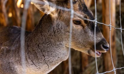 Deer behind agricultural wire fencing