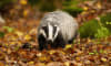 Digging Into Badger Safety This National Badger Day