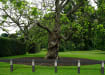 Black Plastic Composite Knee Rail Fecning in a Park