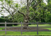 Brown Recycled Plastic Post and Rail Fencing installed round park 